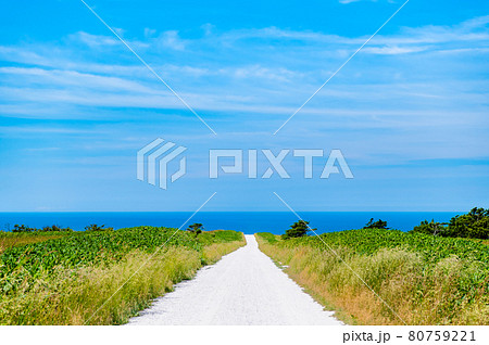 北海道稚内市　宗谷丘陵の白い道 80759221