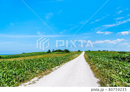 北海道稚内市　宗谷丘陵の白い道 80759235