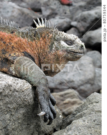 ウミイグアナ 80759344