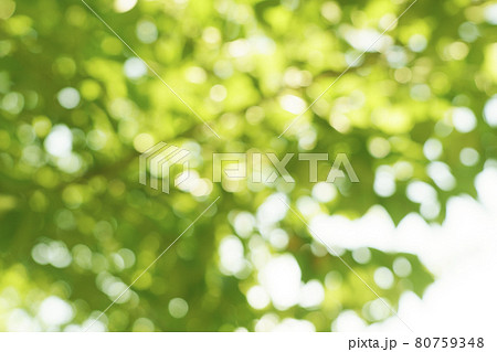 グリーンボケ 大阪市西区松島公園の木々 グリーンボケ 大阪市西区松島公園の木々 80759348