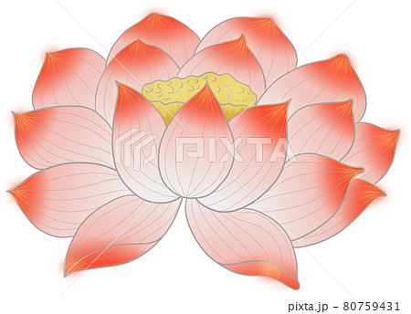 Vivid Colorful Pink Lotus Flowerのイラスト素材