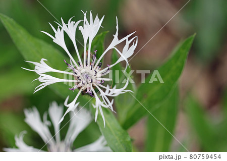 White centaurea flower close up White centaurea flower close up 80759454