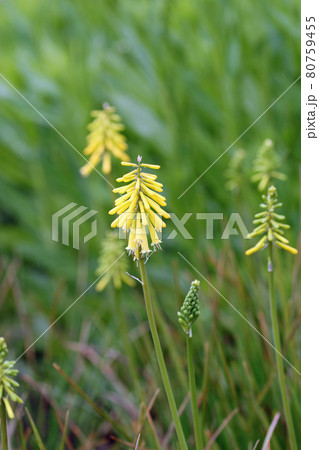 Red hot poker hybrid yellow flower Red hot poker hybrid yellow flower 80759455
