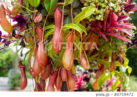 夏の光に映えるウツボカズラの寄せ植え 80759472