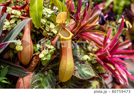 夏の光に映えるウツボカズラの寄せ植え 夏の光に映えるウツボカズラの寄せ植え 80759473