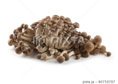 Buna shimeji mushroom (Brown Beech Mushroom) 80759797
