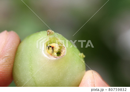 トマトとミニトマトの害虫、オオタバコガ、タバコガの幼虫 80759832