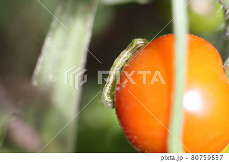 トマトとミニトマトの害虫 オオタバコガ タバコガの幼虫の写真素材