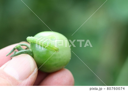 トマトとミニトマトの害虫、オオタバコガ、タバコガの幼虫 80760074