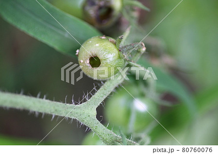 トマトとミニトマトの害虫 オオタバコガ タバコガの幼虫の写真素材