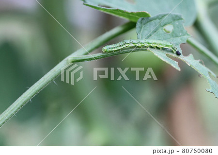 トマトとミニトマトの害虫、オオタバコガ、タバコガの幼虫 トマトとミニトマトの害虫、オオタバコガ、タバコガの幼虫 80760080