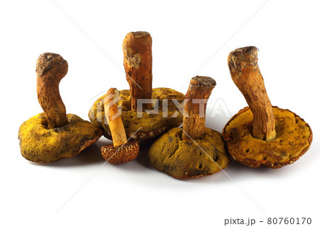 Rugiboletus extremiorientalis mushroom. Far eastern bolete Rugiboletus extremiorientalis mushroom. Far eastern bolete 80760170