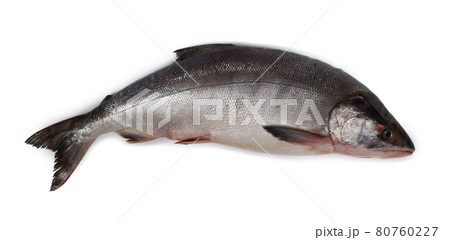 Chum salmon isolated on white 80760227