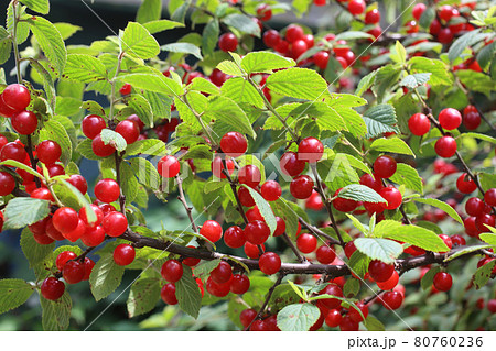 Nanking cherry. Far eastern delicacy Nanking cherry. Far eastern delicacy 80760236