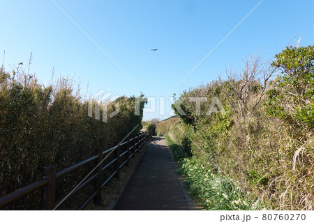 草むらの一本道　晴れ渡った城ヶ島（三浦半島） 80760270
