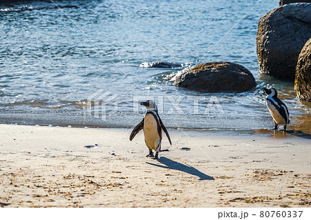 波打ち際を歩く野生のケープペンギン(アフリカペンギン) 波打ち際を歩く野生のケープペンギン(アフリカペンギン) 80760337