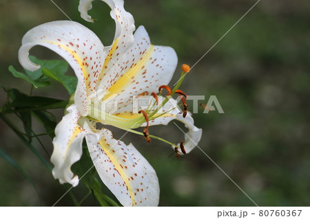 ヤマユリの花にやってきた、ホソヒラタアブ 80760367