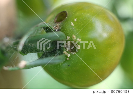 トマトとミニトマトの害虫 オオタバコガ タバコガの幼虫の写真素材