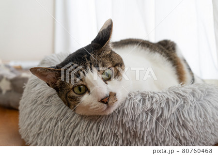 見つめる猫 キジトラ猫 見つめる猫 キジトラ猫 80760468