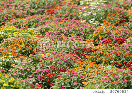 お花畑 お花畑 80760634