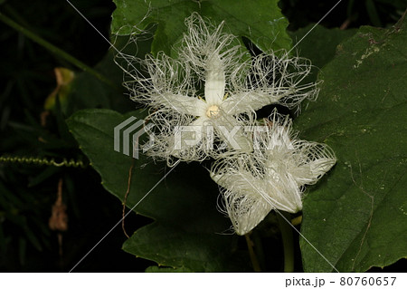 真夏の夜に咲く 白いレースのようなカラスウリの花の写真素材