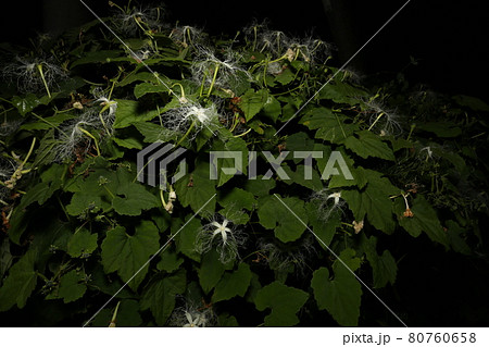 真夏の夜に咲く、白いレースのようなカラスウリの花 80760658