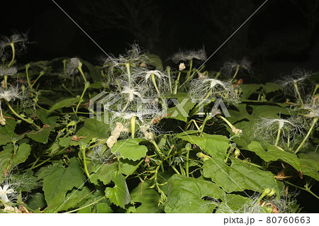 真夏の夜に咲く、白いレースのようなカラスウリの花 真夏の夜に咲く、白いレースのようなカラスウリの花 80760663
