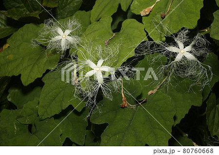 真夏の夜に咲く 白いレースのようなカラスウリの花の写真素材