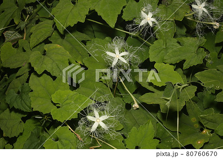 真夏の夜に咲く 白いレースのようなカラスウリの花の写真素材