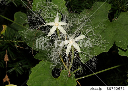 真夏の夜に咲く 白いレースのようなカラスウリの花の写真素材