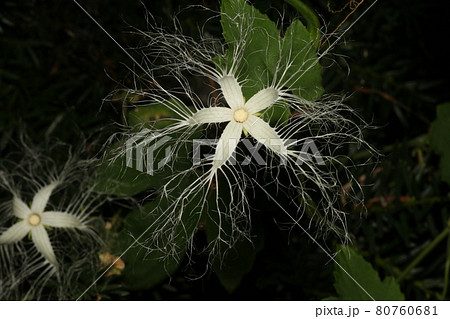 真夏の夜に咲く 白いレースのようなカラスウリの花の写真素材