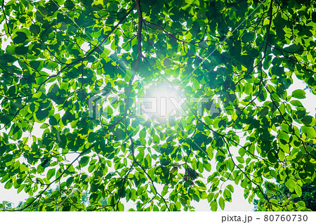 木漏れ日　釜の淵公園（東京都青梅市）　 80760730