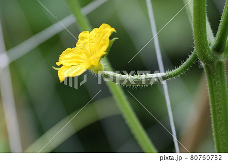 キュウリの花 キュウリの花 80760732