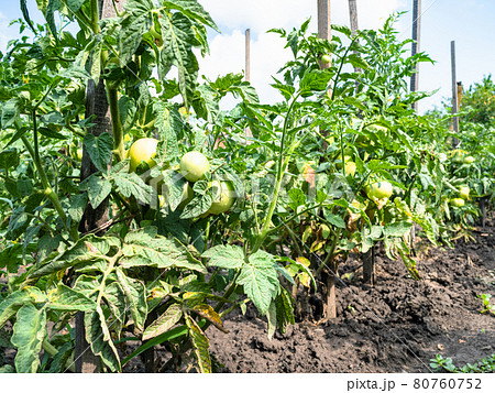 bushes with green unripe tomato fruits outdoors bushes with green unripe tomato fruits outdoors 80760752