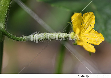 キュウリの花 キュウリの花 80760766