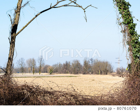 view through tree frame harvested fileld in Italy 80761070