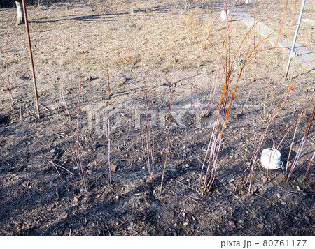 bare raspberry bushes in empty garden in winter 80761177