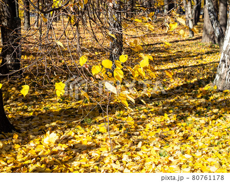 yellow fallen leaves cover an alley in garden yellow fallen leaves cover an alley in garden 80761178