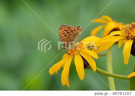 黄色い花と黄色い蝶 マルバダケブキとヒョウモンチョウ 黄色い花と黄色い蝶 マルバダケブキとヒョウモンチョウ 80761207