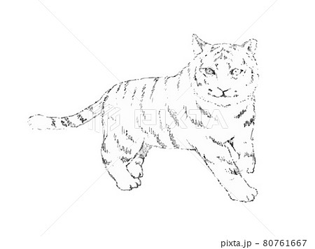虎の白黒イラストのイラスト素材 虎の白黒イラストのイラスト素材