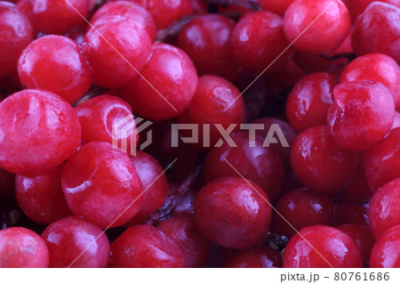 Schisandra chinensis background 80761686