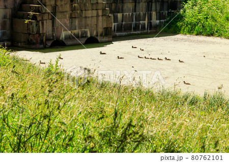 Dam-bridge (Wittolov bridge) in Catherine park at Tsarskoye Selo in Pushkin, Russia 80762101