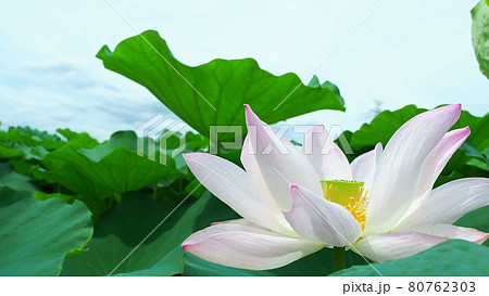 淡いピンクが美しいレンコンの花 淡いピンクが美しいレンコンの花 80762303