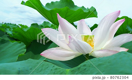 淡いピンクが美しいレンコンの花の写真素材