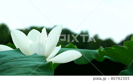 清楚で純白のレンコンの花 清楚で純白のレンコンの花 80762305