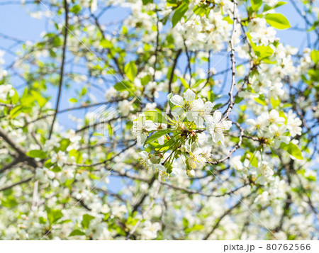 illuminated by sun twigs with white blossoms 80762566