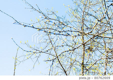 buds on twigs and blossoming trees with blue sky buds on twigs and blossoming trees with blue sky 80762609