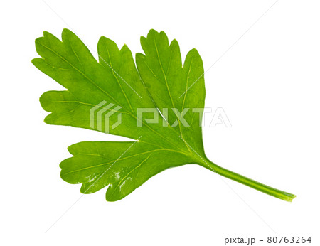 wet fresh green leaf of parsley herb cutout 80763264