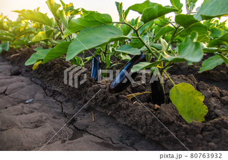 Dark ripe eggplants fruits hang from the bush. Agriculture, farm. Organic vegetables on the farm. Food production. Solanum melongena L. Agroindustry and agribusiness. Growing on open ground. 80763932