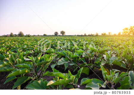 Eggplant plantation field. Agriculture, farm. Growing on open ground. Growing organic vegetables on the farm. Food production. Solanum melongena L. Agroindustry and agribusiness. 80763933